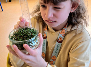 Hodowla rzeżuchy w klasie 2c.