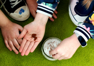 Hodowla rzeżuchy w klasie 2c.