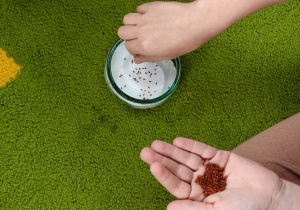 Hodowla rzeżuchy w klasie 2c.